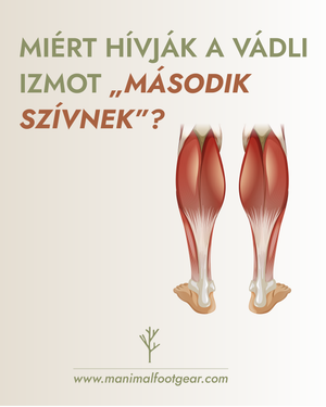 Why Is the Calf Muscle Called the “Second Heart”?