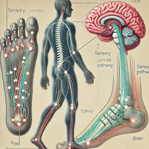 Connection with the brain