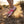 Leguano Caribeo Rose Low-top Barefoot Shoe