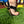 Bosky Performance Y Natural Rubber Barefoot Sandal
